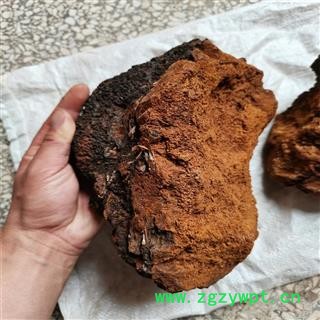 白桦茸 个 桦树茸 产地 黑龙江省双鸭山市 可打粉图2