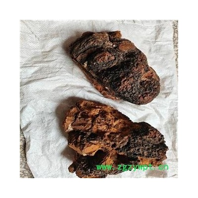 白桦茸 个 桦树茸 产地 黑龙江省双鸭山市 可打粉