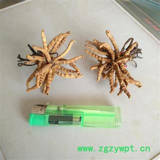 冬虫夏草 冬虫草 青海虫草精选4400条图2