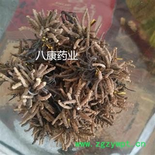 冬虫夏草 统图2