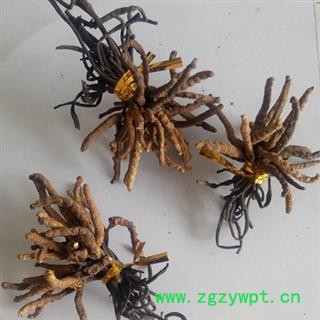 冬虫夏草 统图3
