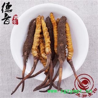 【预售】冬虫夏草 新鲜虫草0.7-0.8g 产地 西藏自治区 中药材批发 规格齐全图2