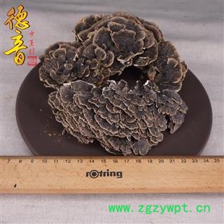 【满包邮】云灵芝 统图3