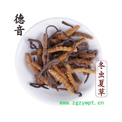 冬虫夏草 断节统 产地西藏那曲 中药材批发 规格齐全