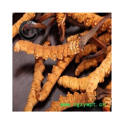 冬虫夏草 藏虫草精选5000条 药典标准 地道良药馆10克起拍