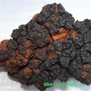 白桦茸 桦树茸 4-5年生 白桦泪 桦树泪 桦树黄 桦树菇 桦褐孔菌 统货 产地 黑龙江省图3