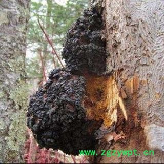 白桦茸 桦树茸 4-5年生 白桦泪 桦树泪 桦树黄 桦树菇 桦褐孔菌 统货 产地 黑龙江省图2