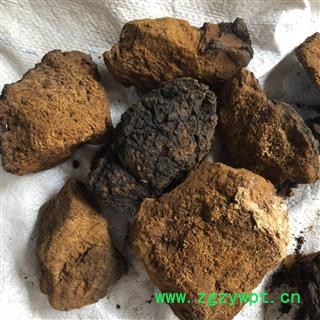 白桦茸 正品 桦树茸 1-2年生 白桦泪 桦树泪 桦树黄 桦树菇 桦褐孔菌  产地 黑龙江省图3