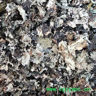 石耳 新疆石耳统货 产地 新疆维吾尔自治区图2