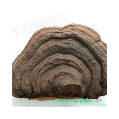 新辉药业平盖灵芝 树舌灵芝 扁木灵芝 皂菌耳 青芝