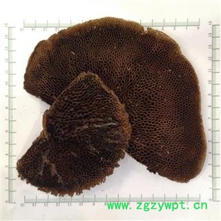 新辉药业灵芝 蜂窝灵芝 野生正品图2