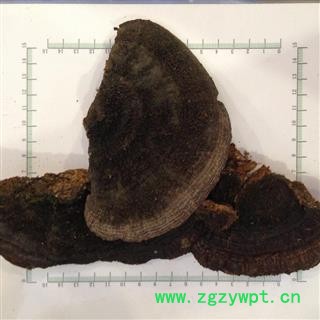 新辉药业灵芝 蜂窝灵芝 野生正品图3