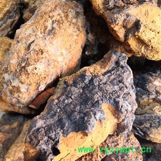 新辉药业东北 白桦茸 桦树茸 森林钻石 白桦茸图2