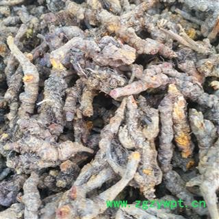 安祁名药正品黄连 石柱黄连单支图3