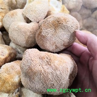 新辉药业猴头菇 猴头菌   原生态无硫图2