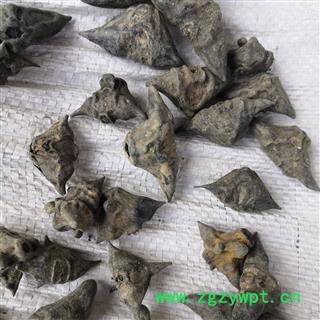 安祁名药中药材铁菱角 鬼见愁  四小菱角图2