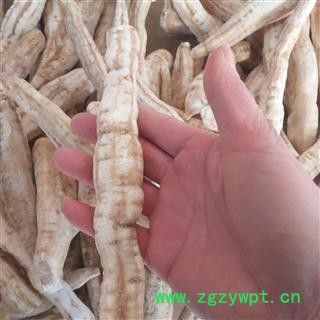 安祁名药精选天花粉 栝楼根图3