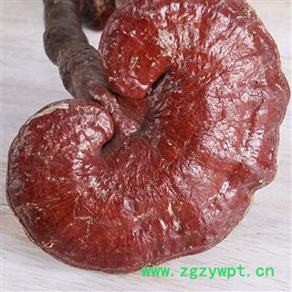 赤灵芝 净500克 实图拍照 正品保证质量7天无理由退货退款 安品堂图2