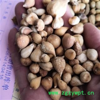 安祁名药优质选货 光慈姑 山慈菇 新货无硫图2
