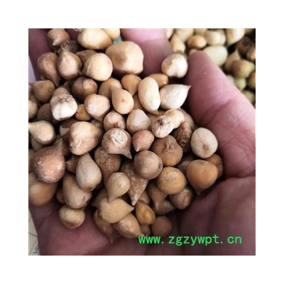 安祁名药优质选货 光慈姑 山慈菇 新货无硫