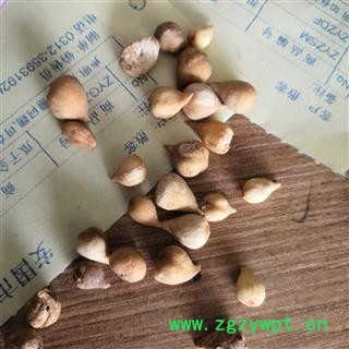安祁名药优质选货 光慈姑 山慈菇 新货无硫图3