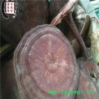 灵芝 云南赤灵芝 德誉堂药业批发各种中药材图4
