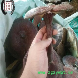 灵芝 云南赤灵芝 德誉堂药业批发各种中药材图3