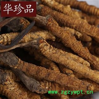 冬虫夏草 08 冬虫夏草2000条 选 产地 西藏自治区图3