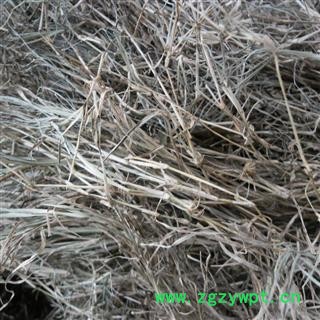 铁线草 统货 产地 四川省成都市双流县图4