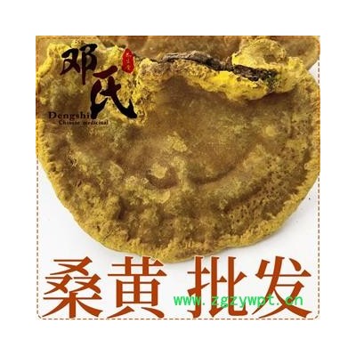 桑黄500g 西藏金边桑树桑黄灵芝散装零售 中药材批发 量大从优