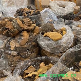 桑黄500g 西藏金边桑树桑黄灵芝散装零售 中药材批发 量大从优图4