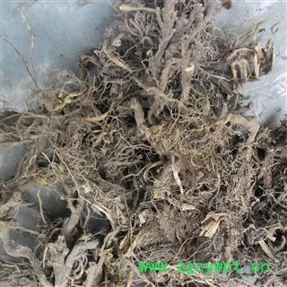 石菖蒲 统 产地 四川省成都市双流县图4