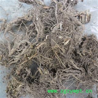 石菖蒲 统 产地 四川省成都市双流县图3