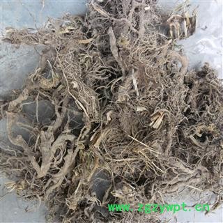 石菖蒲 统 产地 四川省成都市双流县图2