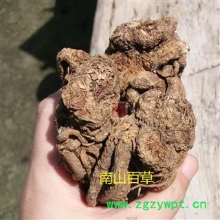 全当归 秦岭地产当归个子 日晒干净500g图3