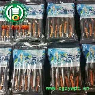 【满包邮】3月产新新鲜虫草本色货0.2~0.3克/根散装产地直供冬虫夏草沁信源中药批发图4
