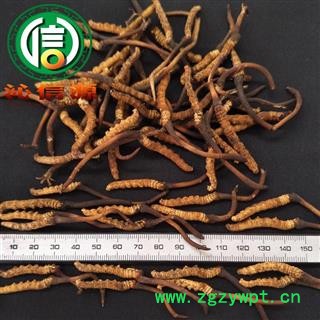 【满包邮】3月产新新鲜虫草本色货0.2~0.3克/根散装产地直供冬虫夏草沁信源中药批发图2