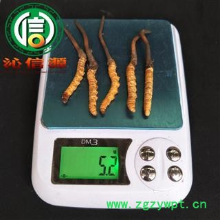 【满包邮】3月产新新鲜虫草本色货0.9~1.1克/根散装产地直供冬虫夏草沁信源中药批发图2
