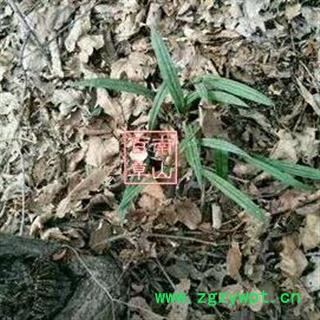 中药材太白米 秦岭野优质太白米  手工刨挖 日晒无硫图2