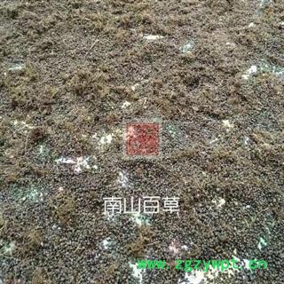 中药材太白米 秦岭野优质太白米  手工刨挖 日晒无硫图3