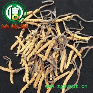 【满包邮】干虫草4000条 平均0.25~0.27克每条 散装产地直供冬虫夏草沁信源中药批发图3