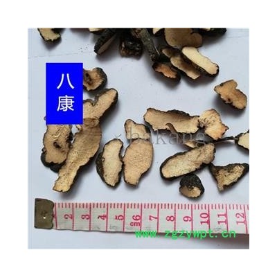 猪苓  产地 黑龙江省双鸭山市