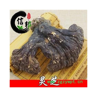 灵芝正宗长白山野生灵芝不苦专营贵细类冷被偏门专注品质，诚信信邦！