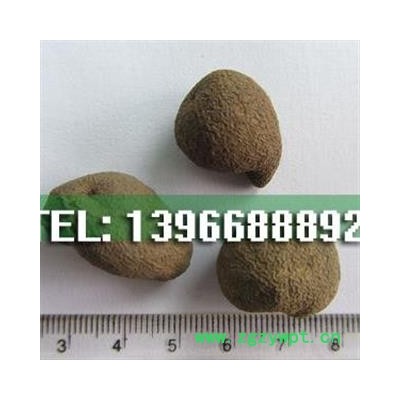 娟子中药  雷丸 竹苓、雷实、竹铃芝 正品统货 产地 云南省