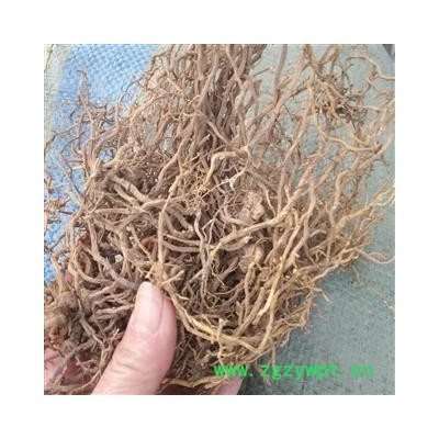 安祁名药牛尾菜 鞭鞘子菜 草菝葜 鞭杆菜