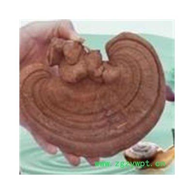 新辉药业中药材灵芝 山东赤芝