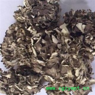 新辉药业灰树花 栗子蘑 莲花菌 叶状奇果菌 千佛菌 云蕈 舞茸图2