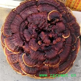 新辉药业灵芝 大红花灵芝摆件  黑花灵芝图2