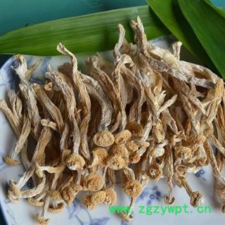 海鲜菇全干货正品保证质量 中药材批发 丽丽药业图4