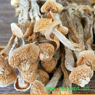 海鲜菇全干货正品保证质量 中药材批发 丽丽药业图2